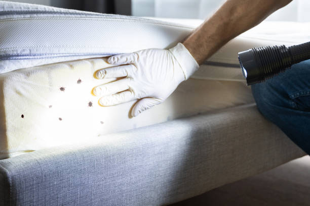 Best Emergency Pest Control  in Valley Springs, CA